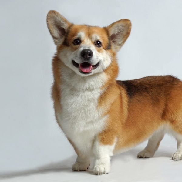 Corgi